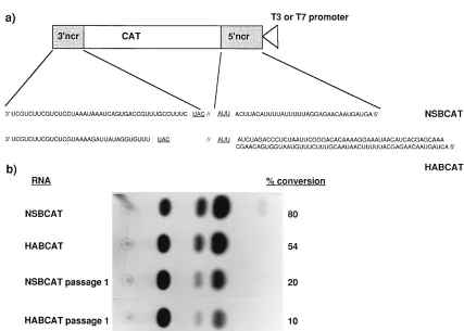 FIG. 1. (a) Plasmid pT7NSBCAT has been previously described as plasmid IVBCAT (16). The construction of plasmid pT3HABCAT was essentially the same asthat for pT7NSBCAT (16) and utilized PCR cloning techniques with appropriate primers