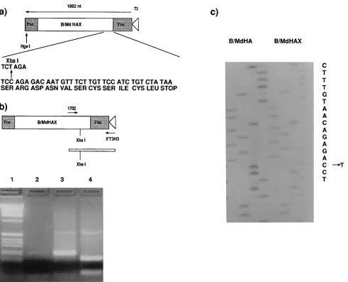 Fig. 3b. When model RNAs harboring these deletions andmutations were transfected, all of the replicons produced com-parable levels of CAT activity which could be passaged to a