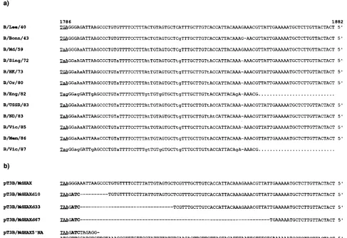 FIG. 3. (a) Sequences of the 5�by capital letters, and deviations are indicated by lowercase letters or by dashes for deletions