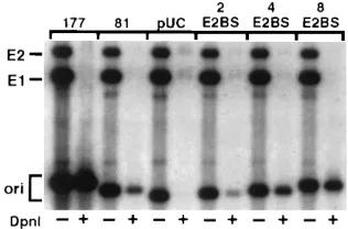 FIG. 2. Replication of plasmids containing synthetic E2BS by HPV-18 E1and E2 proteins