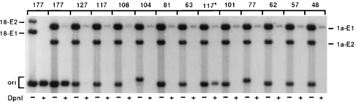 FIG. 3. Replication of HPV-18 ori plasmids by HPV-1a E1 and E2 proteins. C-33A cells were transfected with 0.5 ��ori plasmids along with 8g of pSGE2-18