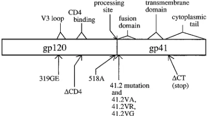 TABLE 1. Effects of second-site mutations on 41.2-mediatedinterference with syncytium formation and infectivity