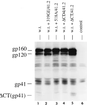 FIG. 3. Immunoprecipitation analysis showing coexpression of wild-type anddouble-mutant glycoproteins