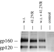 Table 1, footnote a, and the text.b The number of syncytia resulting from transfection of wild-type envelopeplus pHenvKFS was approximately 1,000 perg of wild-type envelope-express-