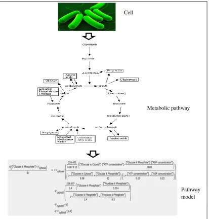 Figure 1.1. Metabolic pathway model processing 