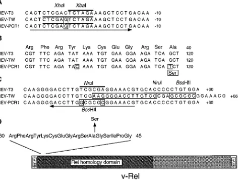 FIG. 1. Schematic representation of the retroviruses used. The abilities ofthe viruses to transform bursal cells in liquid culture assays are summarized