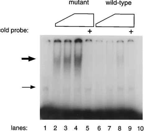 FIG. 3. Comparison of the DNA-binding activities of the mutant and wild-type v-Rel proteins
