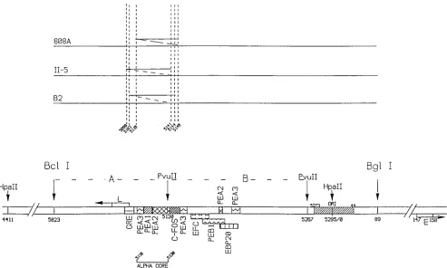 FIG. 1. The polyomavirus enhancer. The following elements are shown: the enhancer A domain (Bclthe sequences that make the minimum origin (ORI) region (hatched) (39); the early (E) and late (L) cap sites; the binding sites of various transcriptional activa
