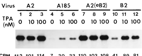 FIG. 2. Comparison of replication of the wild type and middle T-/smallT-defective mutants and the effect of phorbol ester and enhancer duplication.