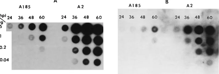 TABLE 1. Kinetics of viral and cellular gene expression and viral DNA synthesis in the presence or absence of middle T/small T