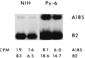Fig. 1 replicates better than Dup A185 (data not shown andreference 7b). Finally, no competition between two Dup�mutants, such as II-5 and B2, was observed (data not shown).