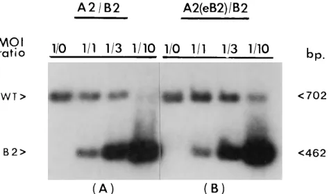 Fig. 4). This may reﬂect a synergistic effect of AP-1 plus c-etsDNA replication as was documented for transcription (57), the inincrease in the possible number of pairs of binding sites for