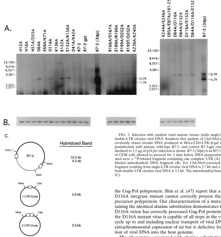 Table 5. We are able to identify nine speciﬁc amino acids andfour charged regions essential for integrase function during theinfection of cultured T cells