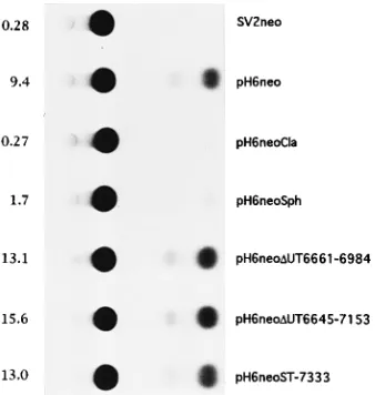 FIG. 2. Representative CAT assay testing Tax and Rex functional activity.LTR-II-CAT and various HTLV-II full-length proviral clones were electropo-