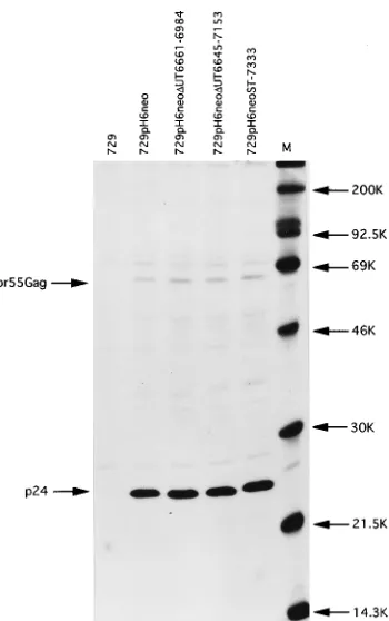 FIG. 3. Southern hybridization analysis of stable transfectant 729 cell DNA.Ten micrograms of high-molecular-weight cellular DNA was digested with