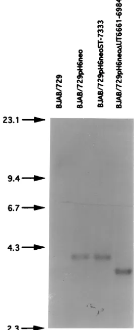 TABLE 1. Infection and transformation of cellsa