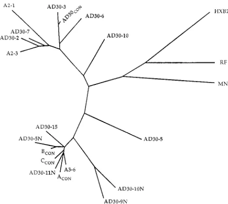 FIG. 5. Deduced amino acid sequences from uncultured AD30 PBMC 6 months after the initial time point