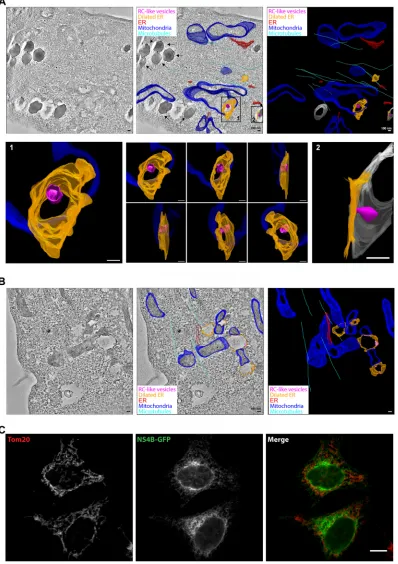 FIG 5 ER dilation caused by NS proteins is linked to mitochondria. (A and B) Electron tomography analysis of induced NSP-GFPcells, showing close contacts of lipid droplets, mitochondria, and dilated ER