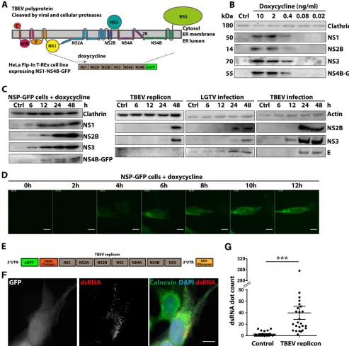 FIG 1 Dose- and time-dependent expression of NS1-NS4B-GFP in Flp-In T-REx HeLa cells. (A) Schematic illustration of the proposed membrane topology