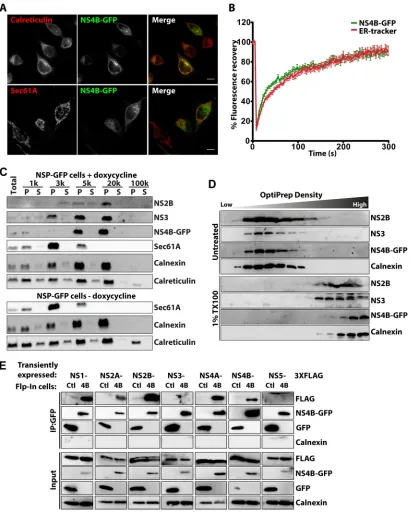 FIG 2 NS proteins form a protein complex in the ER of NSP-GFP cells. (A) Representative ﬂuorescence micrographs ofused as markers of the ER