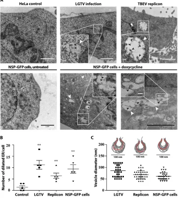 FIG 3 Replication-independent expression of NS1 to NS4B in HeLa cells results in dilation of the ER membrane andcells, LGTV-infected cells, and dox-induced NSP-GFP cells