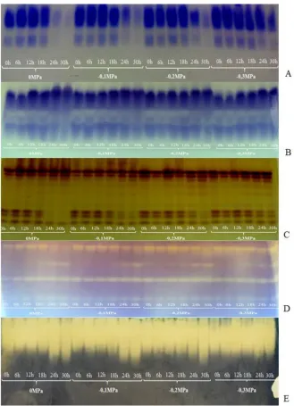 Figure 2. Electrophoretic patterns of alcohol dehydrogenase enzymes (A) malate dehydrogenase (B), esterase (C), superoxide dismutase (D), and catalase (E) in sesame seeds submitted to imbibition process in pure water (0 MPa) and different potential osmotic (-0.1, -0.2, and -0.3 MPa).