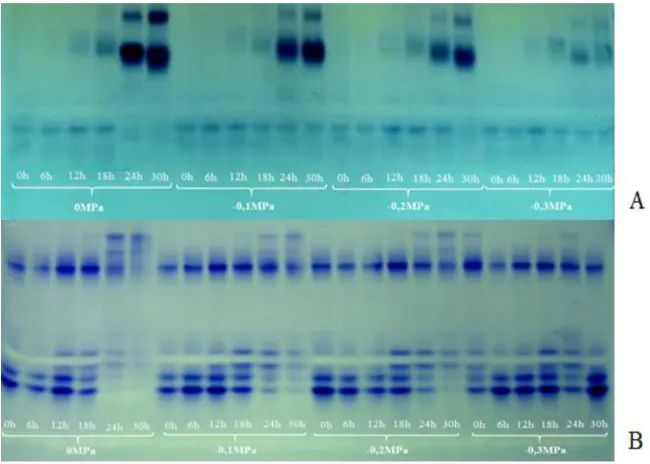 Figure 3. Electrophoretic patterns of isocitrate lyase enzyme (A) and glutamate dehydrogenase (B) in sesame seeds submitted to imbibition process in pure water (0 MPa) and different osmotic potentials (-0.1, and -0.2, -0.3 MPa).
