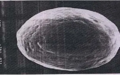 Fig. 1: SEM Photograph of the optimized pellets