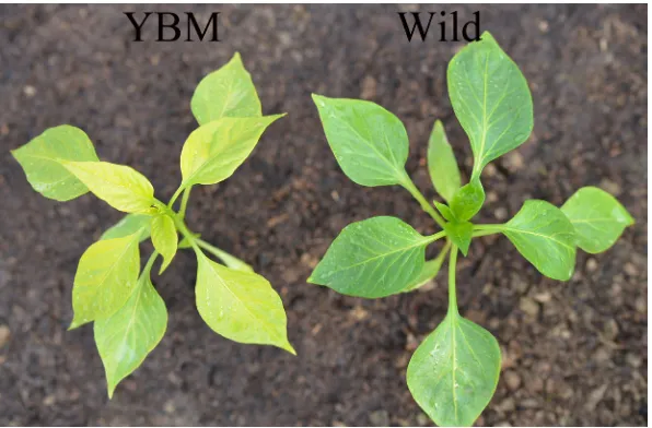 Figure 1. Yellow bud mutant and wild type Capsicum annuum L.