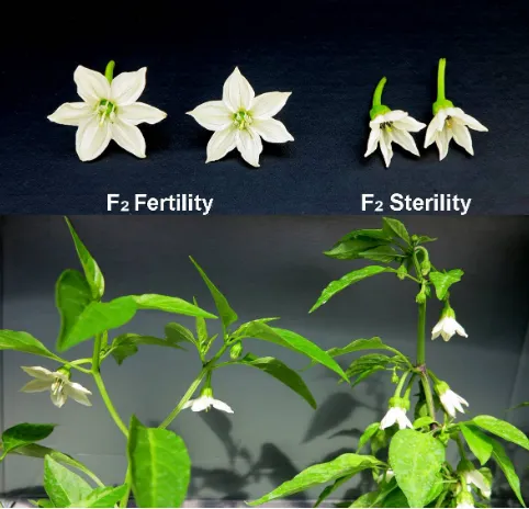 Figure 2. Bud characteristics of fertile and sterile plants in the segregating F2 generation.