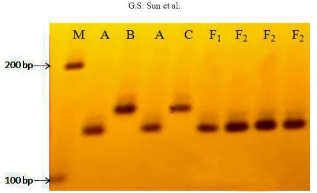 Figure 6. PCR amplification of the S-linked CMS-SCAR130 DNA marker in the parents and their F1 and F2 hybrid generations.