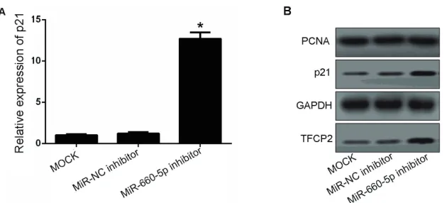 Figure 7. The mRNA and protein expression levels of p21 were examined by reverse transcription polymerase chain reaction (RT-PCR) and western blotting in transfected MCF7 cells