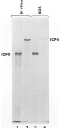 FIG. 2.intronlesstheencodingexpressedmonoclonalandLanes Molecular weights of in vitro-translated ICPO and ICP4