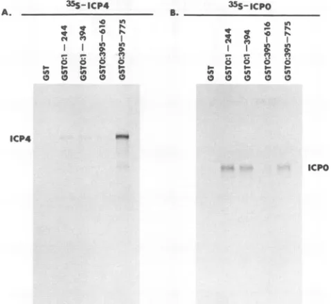 FIG. 8.reactedcontaining395-775ICPOandPAGEGST-ICP0 Effects of C-terminal truncations of GST0:1-394 and GSTO: on their abilities to interact with ICP4 and ICPO