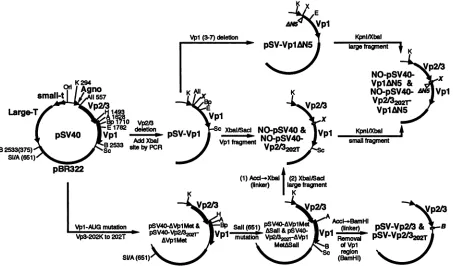 FIG.1.Sall;ofpSV-Vp2/3,constructstheharbor pBR322. Construction of SV40 and NO-SV40 variant plasmid DNAs
