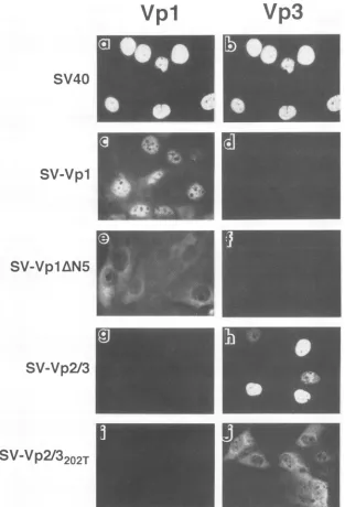 FIG. 4.jSV-Vpl24anti-guinea represent hpmj, Subcellular localization of singularly expressed capsid proteins
