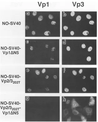 FIG. 5.fieldNO-SV40-Vp1AN5in the Subcellular localization of capsid proteins expressed from NO-SV40 DNAs