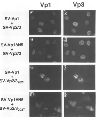 FIG. 6.processedDNAsanti-Vp3 Subcellular localization of Vpl and Vp2/3 expressed from a combination of DNAs