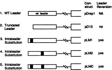 FIG. 7.transcriptspresumedpD50leaderstrated65-nt Mutations and leader reversion. Mutated regions in the leader are drawn to scale