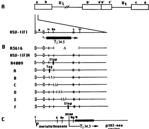 FIG.1.withinflankingcomponentsshownlocationtwoDraIIl500-bprepeatandThepropertiesframe(11,arrowTATAthe-y34.5.insertionsolidconstructE,sites K, (A) Schematic diagram of the HSV-1 genome and the of the yi34.5 gene and its coding region