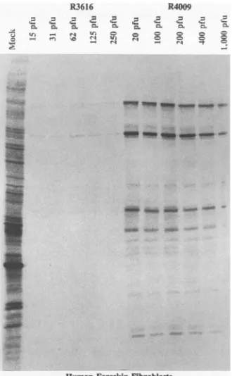 FIG. 3.formedR3616 Temporal pattern of labeling of proteins in Vero and SK-N-SH cells either mock infected or infected with the wild-type virus or mutant or R4009