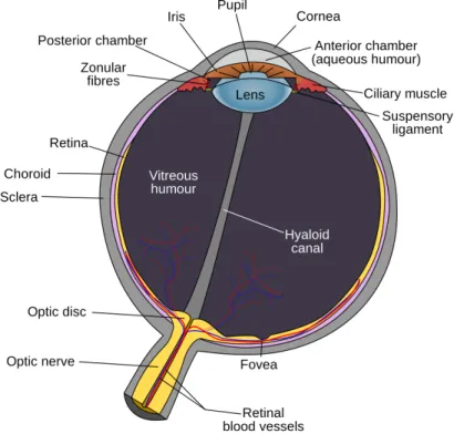 Figure 1.1: An illustration of the human eye (From Rhcastilhos [53]).