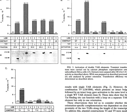 FIG. 3.subconfluenttionsdeterminedactivity(6) Activation of double TAR elements. Transient transfec- were carried out by calcium phosphate coprecipitation onto HeLa cells (13)