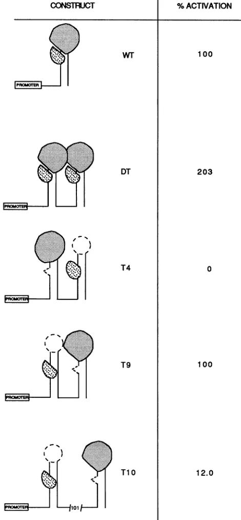 FIG.4.isofactivationdata a two Activation configurations of double TAR elements. Shown simple cartoon representing TAR sequence, indicating the binding asymmetric factors, Tat and a loop-binding factor