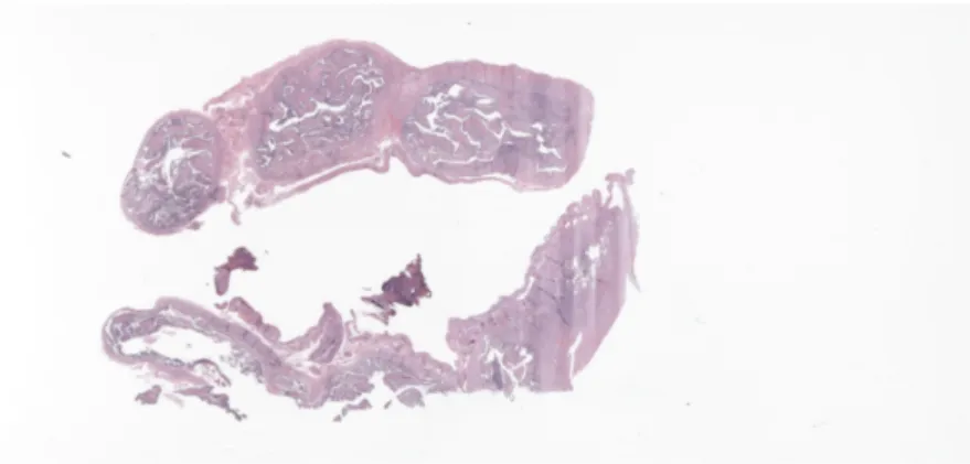Figure 1.1 Whole slide image