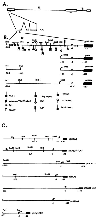 FIG.1.withinbeneathsequencescodingrepresentingsequences47CAT),sequencelarpKXXB1-CAT),bothICP4,GA-richstudy.representsrestrictiondiagramdiagonaler/regulatoryHSV(dotted Wild-type and mutant promoter-CAT plasmids used in this (A) Diagram of the HSV-1 genome s