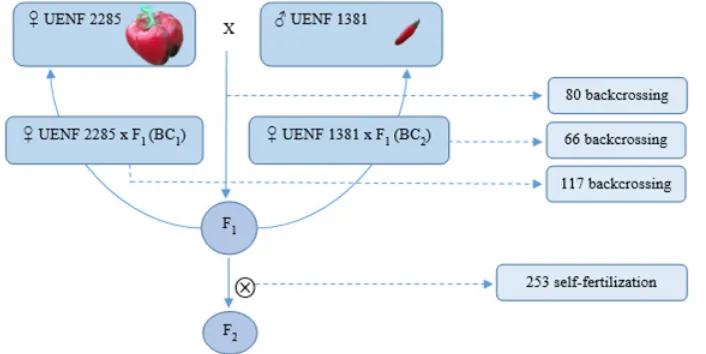 Figure 2. Flowchart depicting the Capsicum annuum population development from crosses between UENF 2285 (bacterial spot susceptible) and UENF 1381 (bacterial spot resistant)