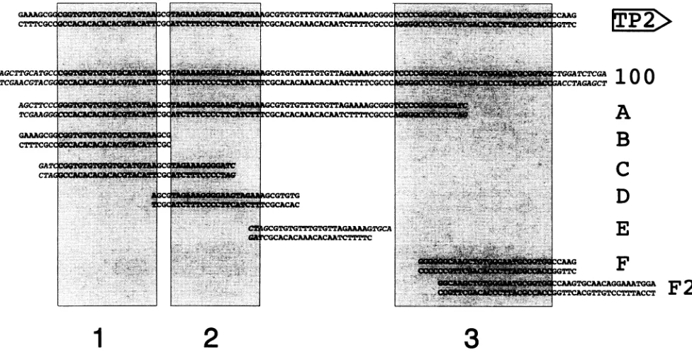 FIG.1.cloning.relative(100) Oligonucleotides used for EMSA. The top line represents sequences of the LMP/TP2 bidirectional promoter region from -125 to -237 to the LMP RNA start site