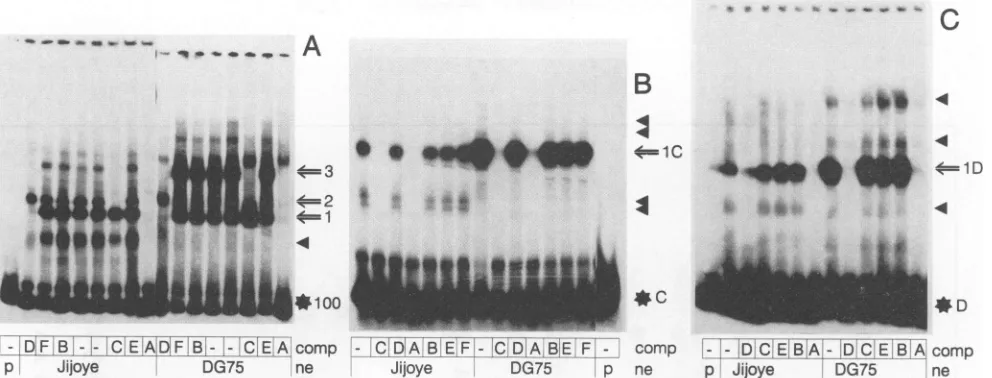 FIG. 5.Abybyindicatedoligonucleotidetriangles).oligonucleotidesadded.and competed oligonucleotide filled Autoradiograms of EMSA using nuclear extracts (ne) of EBV-positive (Jijoye) and EBV-negative (DG75) cells