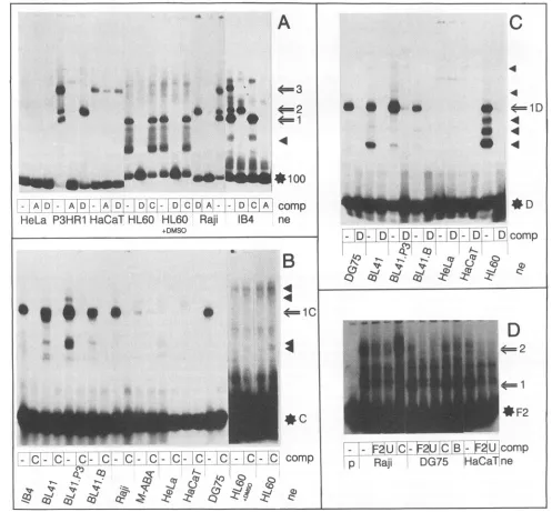 FIG. 6.withvisualizedwereas(HaCaT),Oligonucleotidesretardedspecificforany(D) several Autoradiogram of EMSA using nuclear extracts (ne) of cervical carcinoma cells (HeLa), promyelocyte cells (HL60), keratinocyte cells EBV-negative B cells (BL41 and DG75), a